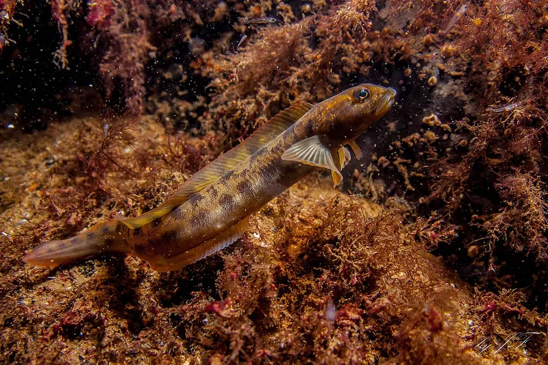 Aalmutter (Zoarces viviparus) in Seitenansicht