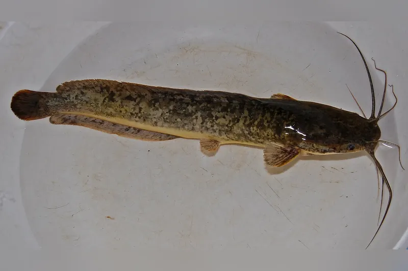 African sharptooth catfish (Clarias gariepinus) in side view