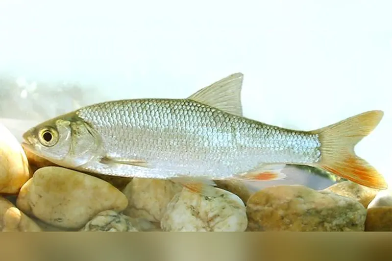 Aland (Leuciscus idus) in Seitenansicht