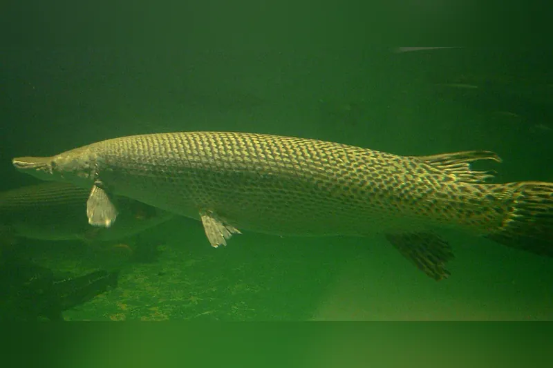 Alligatorhecht (Atractosteus spatula) in Seitenansicht