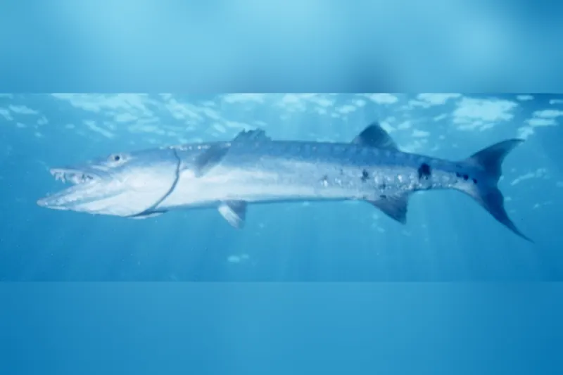 Großer Barrakuda (Sphyraena barracuda) in Seitenansicht