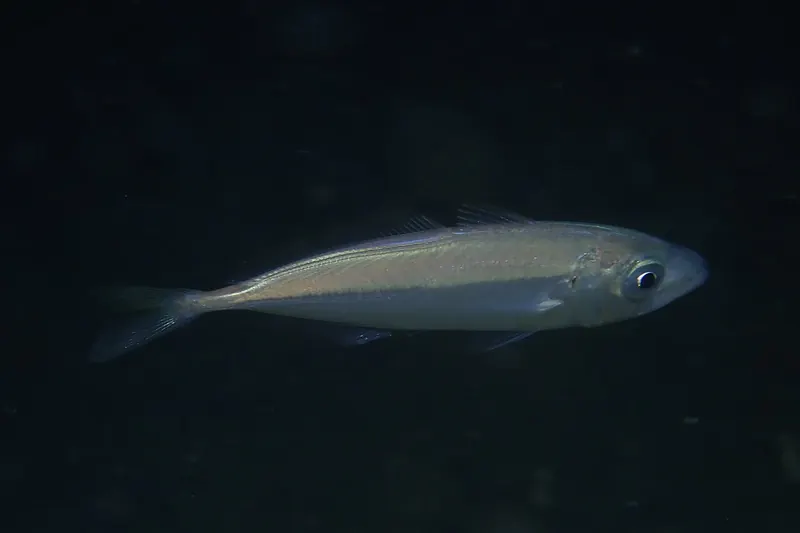 Atlantic horse mackerel (Trachurus trachurus) in side view
