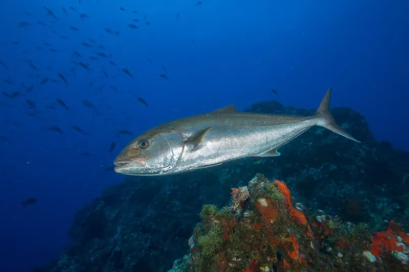 Greater amberjack (Seriola dumerili) in side view