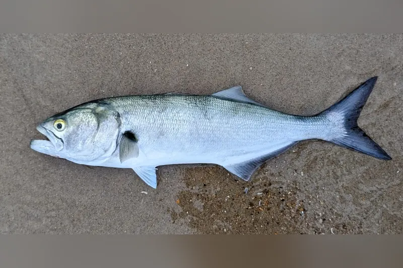 Bluefish (Pomatomus saltatrix) in side view
