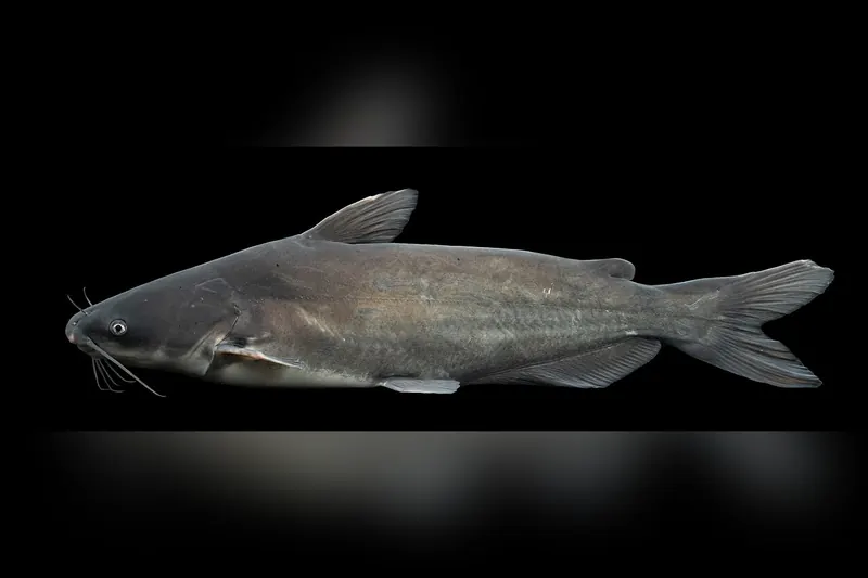 Blue catfish (Ictalurus furcatus) in side view