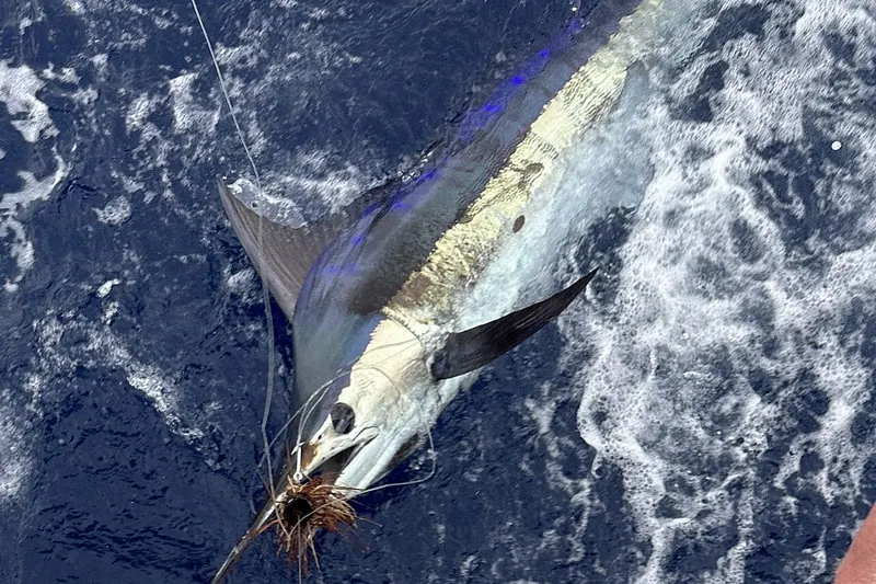 Blauer Marlin (Makaira nigricans) in Seitenansicht