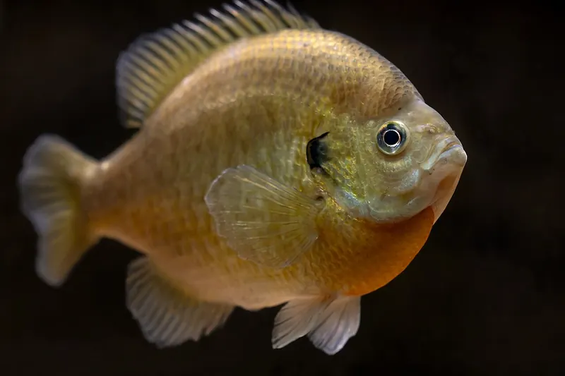 Blauer Sonnenbarsch (Lepomis macrochirus) in Seitenansicht