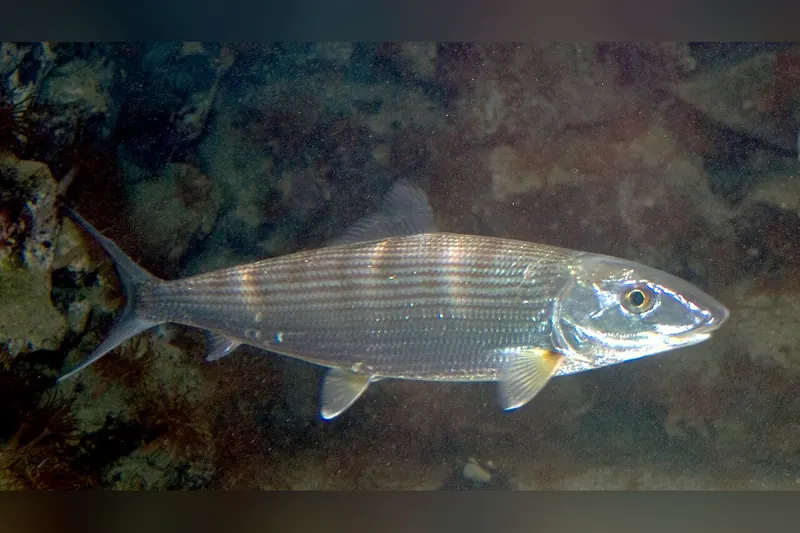 Bonefish (Albula vulpes) in Seitenansicht