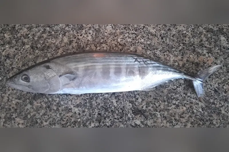 Atlantischer Bonito (Sarda sarda) in Seitenansicht