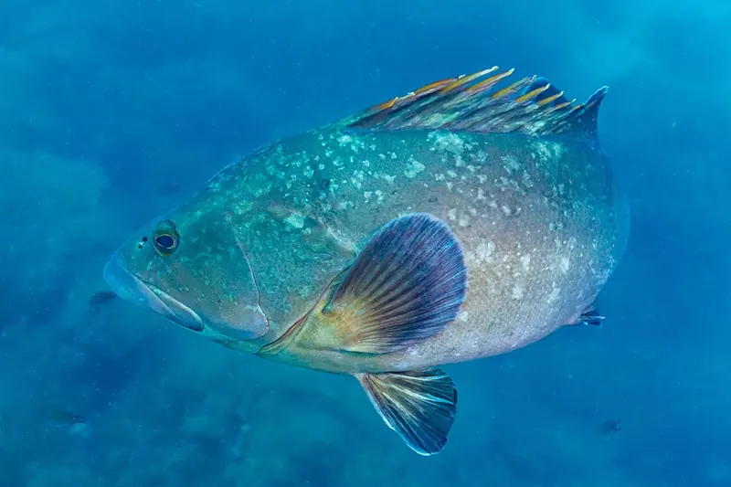 Brauner Zackenbarsch (Epinephelus marginatus) in Seitenansicht
