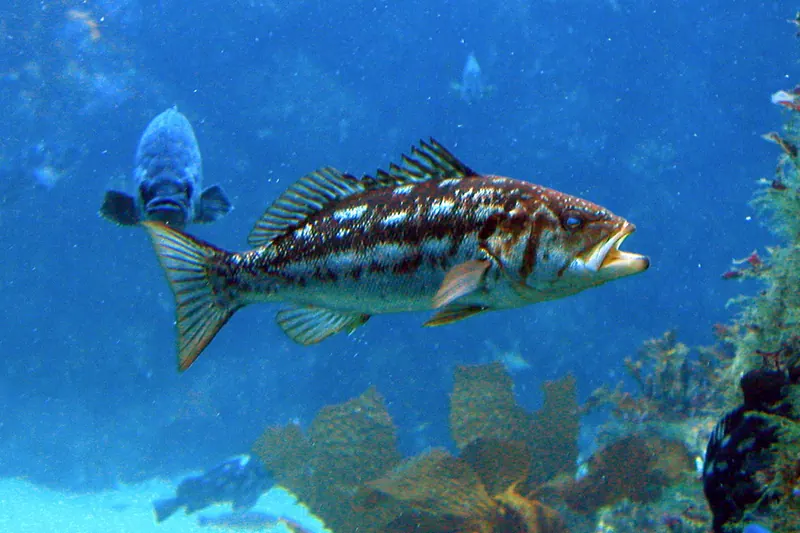 Calico Bass (Paralabrax clathratus) in Seitenansicht