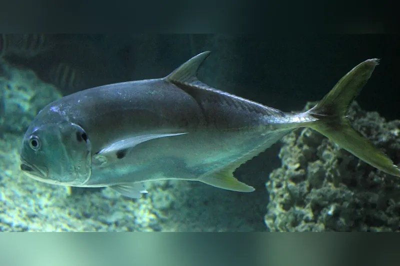 Crevalle jack (Caranx hippos) in side view