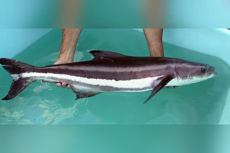 Cobia (Rachycentron canadum) in Seitenansicht