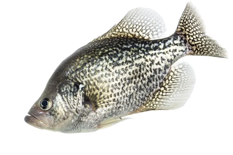 Crappie (Pomoxis nigromaculatus) in Seitenansicht