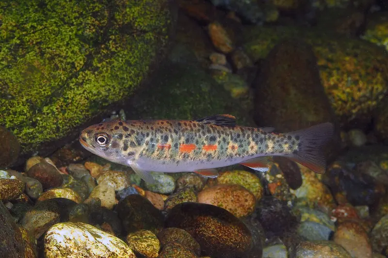 Cutthroat trout (Oncorhynchus clarkii) in side view