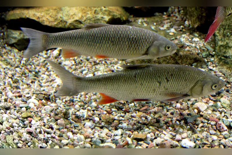 Döbel