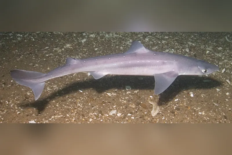 Dornhai (Squalus acanthias) in Seitenansicht