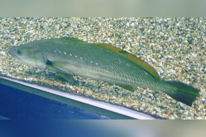 Dusky kob (mulloway) (Argyrosomus japonicus) in side view