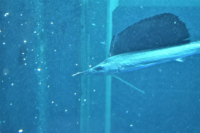 Sailfish (Istiophorus platypterus) in side view