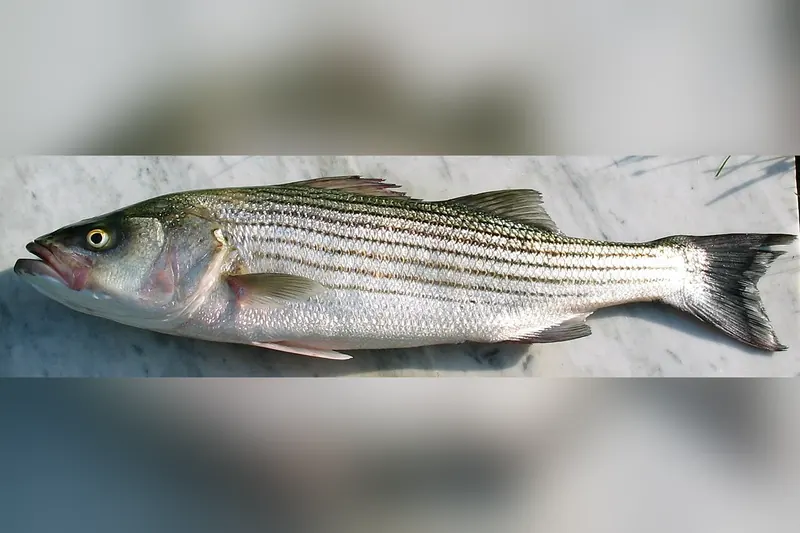 Felsenbarsch (Morone saxatilis) in Seitenansicht