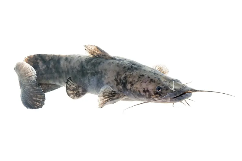 Flathead catfish (Pylodictis olivaris) in side view