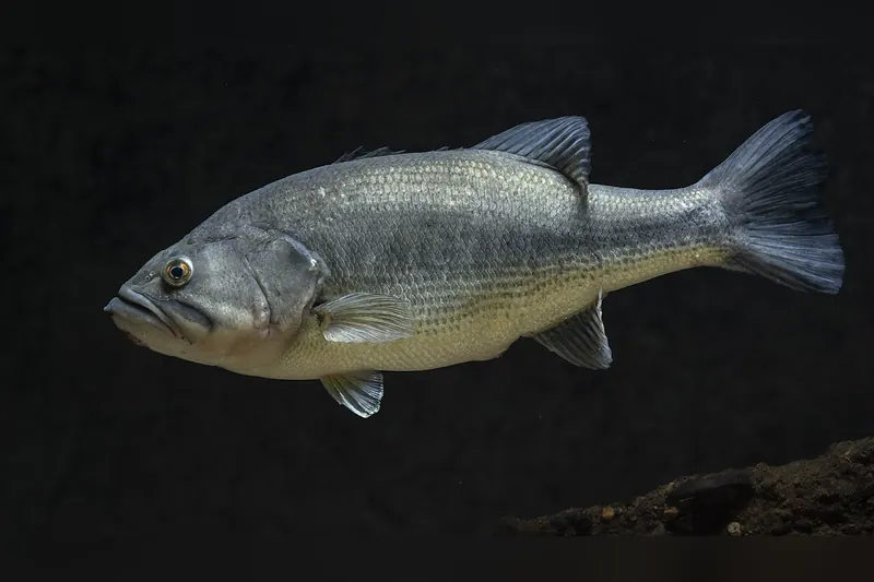 Forellenbarsch (Micropterus salmoides) in Seitenansicht