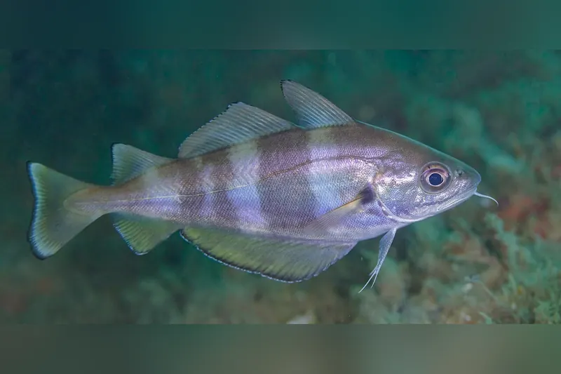 Franzosendorsch (Trisopterus luscus) in Seitenansicht