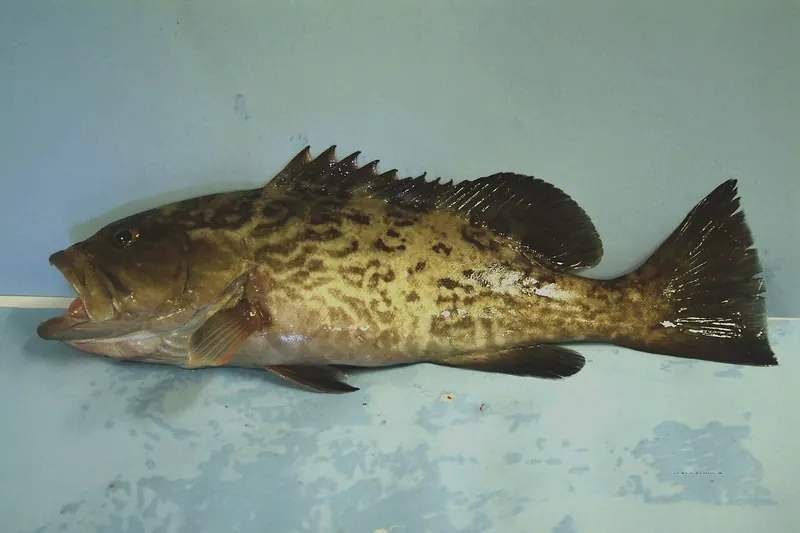 Gag grouper (Mycteroperca microlepis) in side view