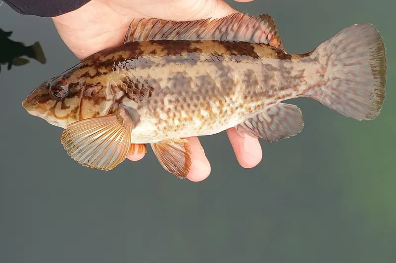 Ballan wrasse (Labrus bergylta) in side view