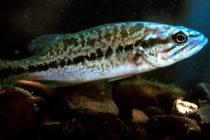 Spotted Bass (Micropterus punctulatus) in Seitenansicht