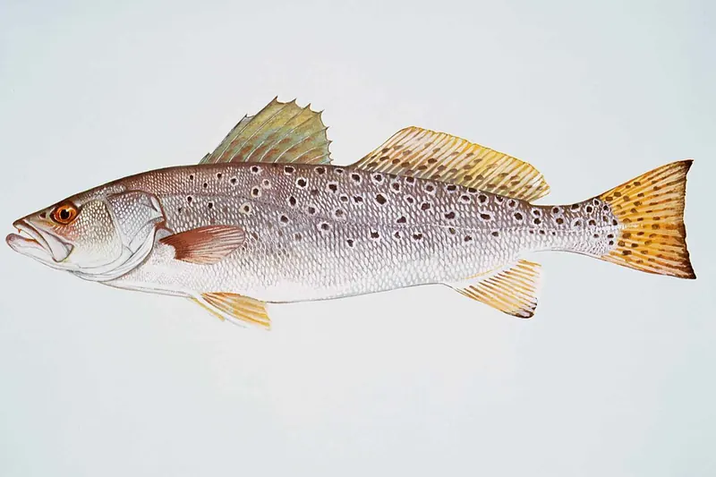 Gefleckter Umberfisch (Cynoscion nebulosus) in Seitenansicht