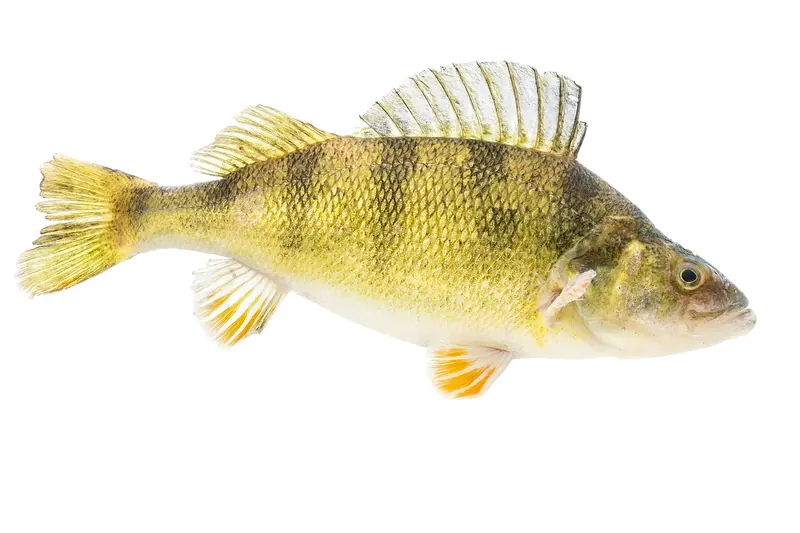 Amerikanischer Flussbarsch (Perca flavescens) in Seitenansicht
