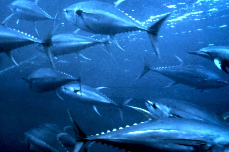 Yellowfin tuna (Thunnus albacares) in side view