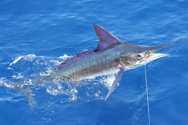 Gestreifter Marlin (Kajikia audax) in Seitenansicht