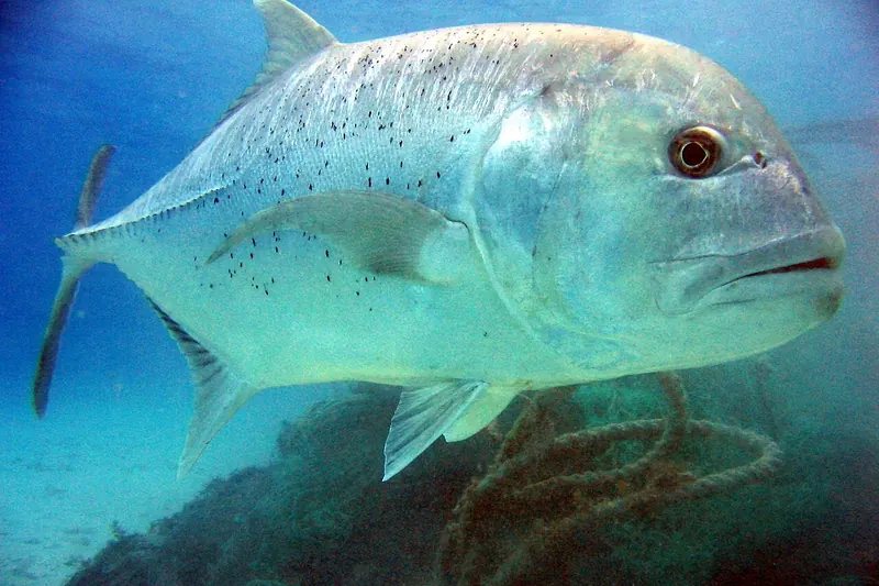 Giant Trevally (Caranx ignobilis) in Seitenansicht