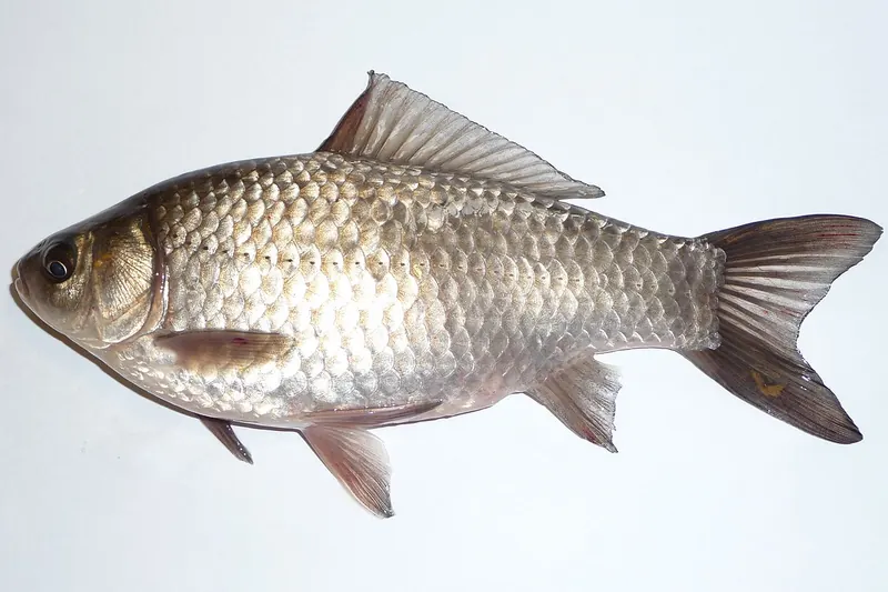 Giebel (Carassius gibelio) in Seitenansicht