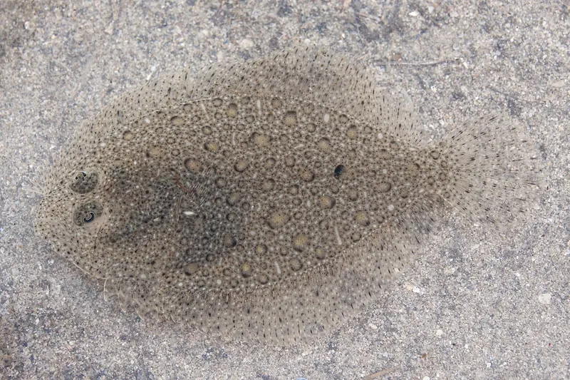 Glattbutt (Scophthalmus rhombus) in Seitenansicht