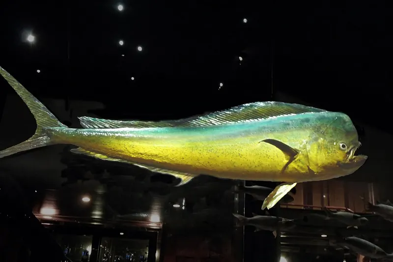 Mahi-mahi (Coryphaena hippurus) in side view