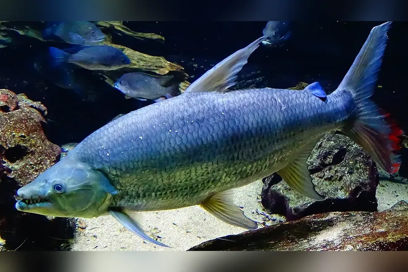 Goliath tigerfish (Hydrocynus goliath) in side view