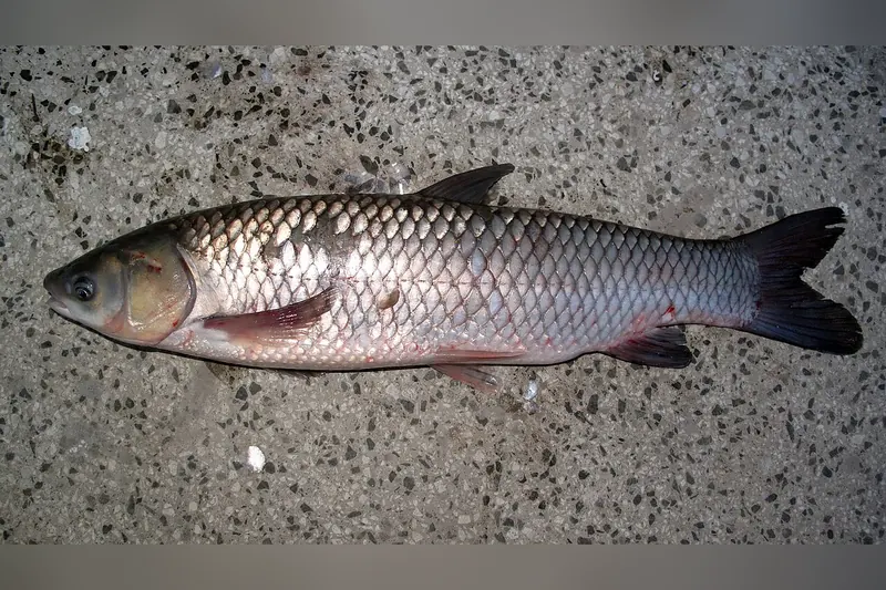 Graskarpfen (Ctenopharyngodon idella) in Seitenansicht
