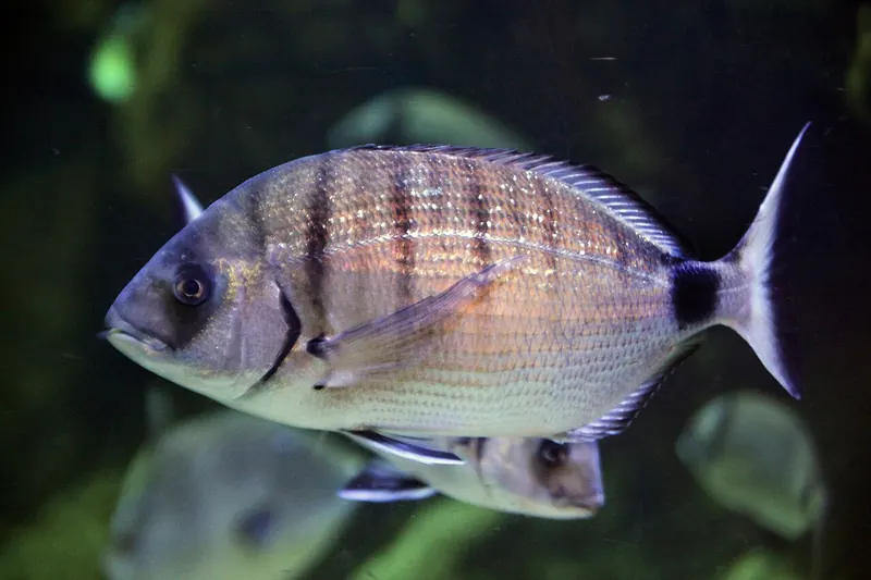 White seabream (Diplodus sargus) in side view