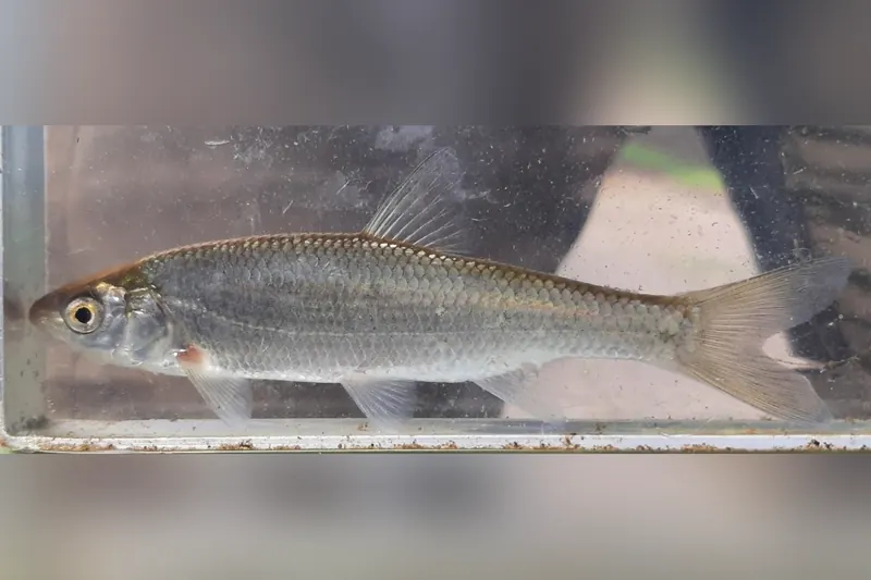 Hasel (Leuciscus leuciscus) in Seitenansicht