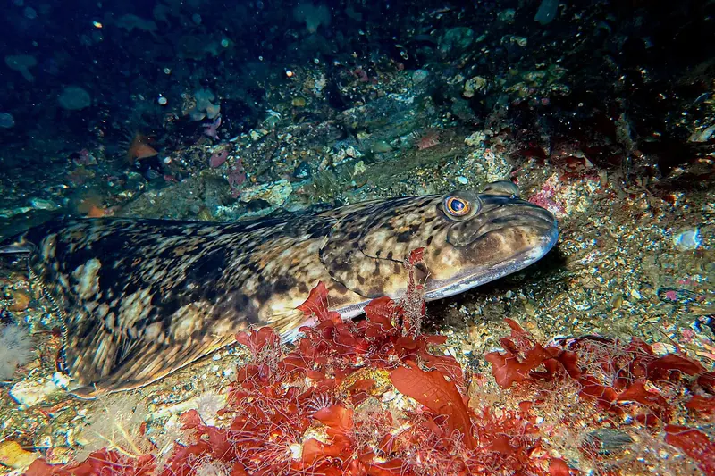Heilbutt (Hippoglossus hippoglossus) in Seitenansicht