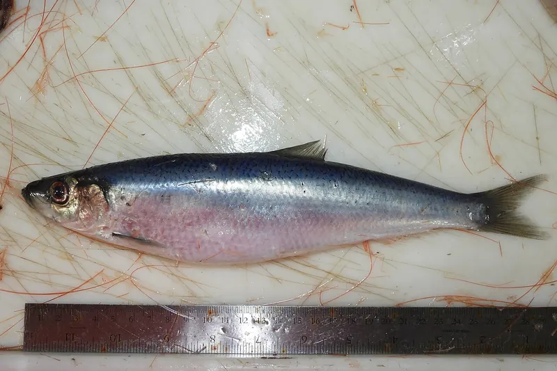Hering