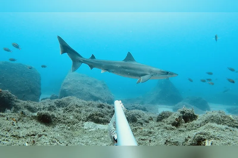 Tope (Galeorhinus galeus) in side view