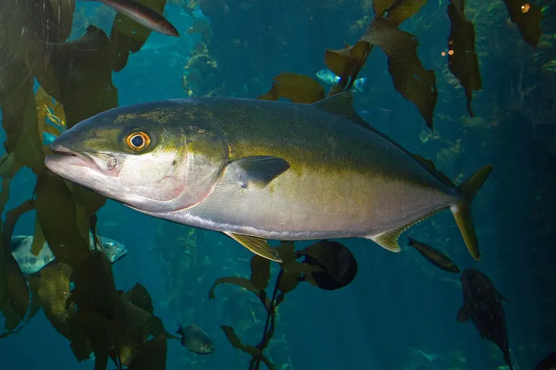 California yellowtail (Seriola dorsalis) in side view