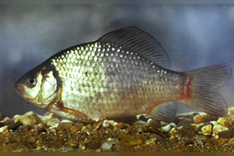 Karausche (Carassius carassius) in Seitenansicht