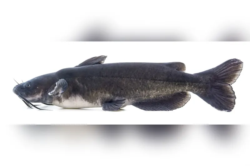 Getüpfelter Gabelwels (Ictalurus punctatus) in Seitenansicht