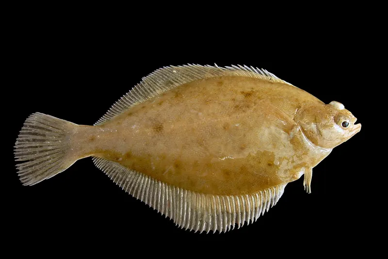 Kliesche (Limanda limanda) in Seitenansicht
