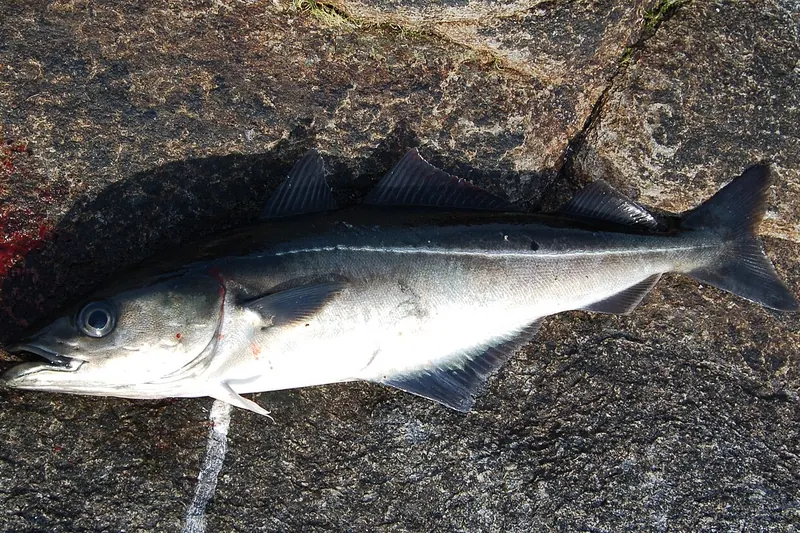 Köhler (Seelachs) (Pollachius virens) in Seitenansicht
